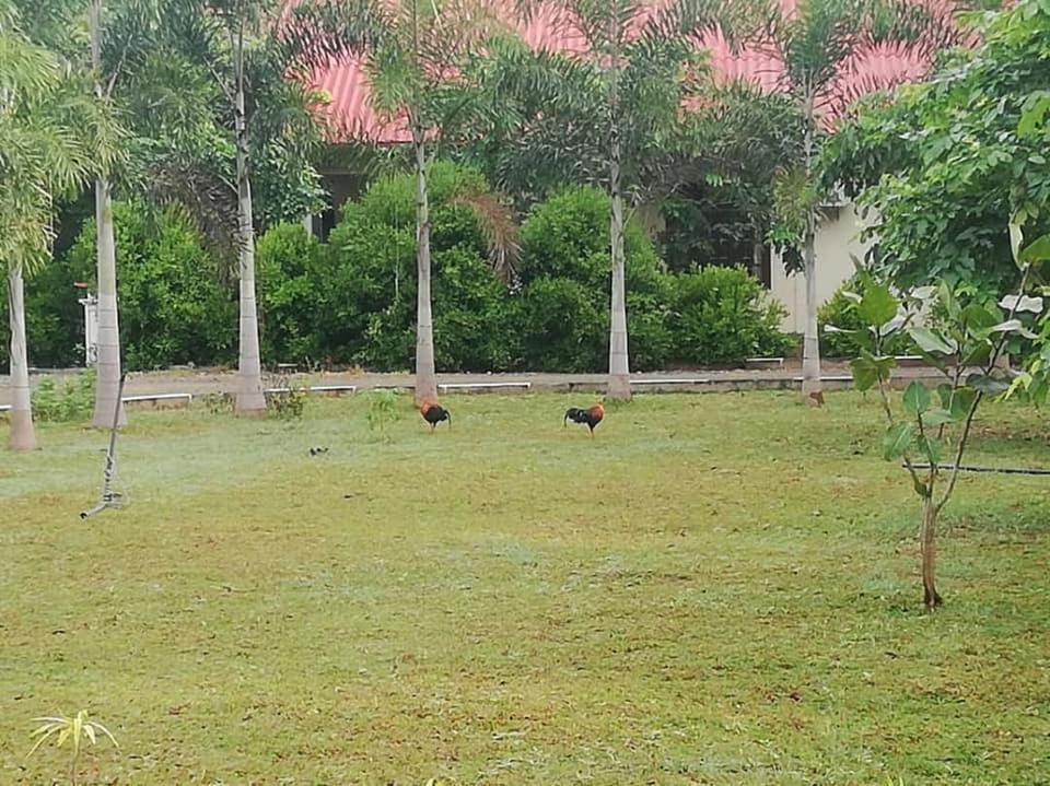 Hotel Tree Garden Wilpaththu Nochchiyagma Anuradhapura Nochchiyagama المظهر الخارجي الصورة