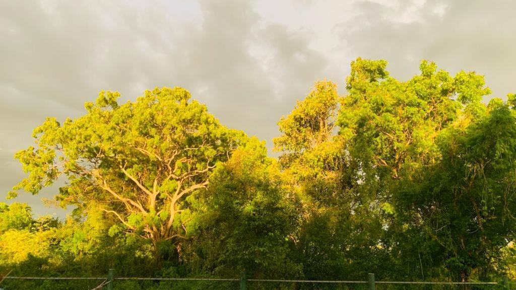 Hotel Tree Garden Wilpaththu Nochchiyagma Anuradhapura Nochchiyagama المظهر الخارجي الصورة