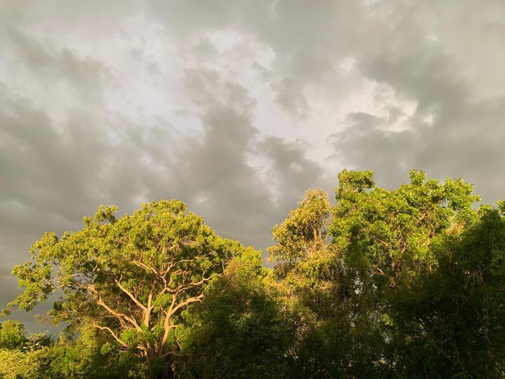 Hotel Tree Garden Wilpaththu Nochchiyagma Anuradhapura Nochchiyagama المظهر الخارجي الصورة